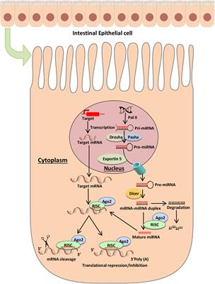 Fecal MicroRNAs as Potential Biomarkers for Screening and Diagnosis of Intestinal Diseases